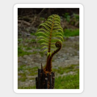 The Tree Fern Sticker